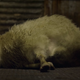 An exhausted lamb laying on the floor of a barn.